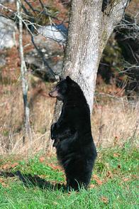 Large Black Bear stands at Cades Cove.  Great Smokey Mountains