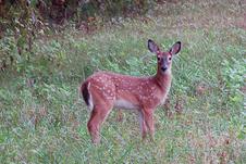Fawn in field cades cove Oct 2012 