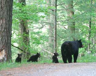 Smokey Mountain Black Bear moma with three small cubs.also, available feeding cubs