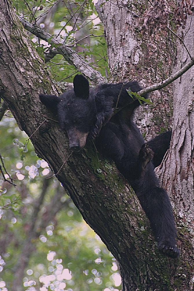 Black Bear guards are young while they prepare for Fall