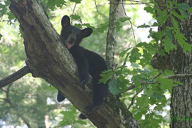 Black Bear cub  sleeps at Cades Cove in the SMoky Mountains