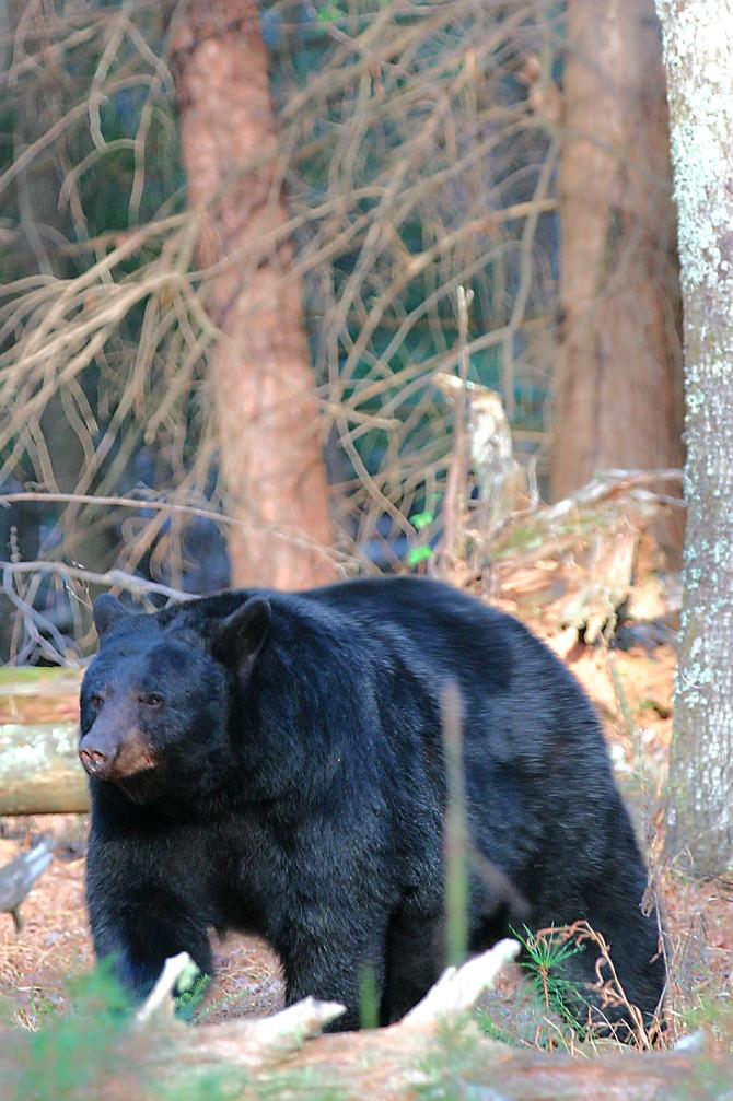 These start eating from the time Spring arrives and become more aggressive the closer winter comes.