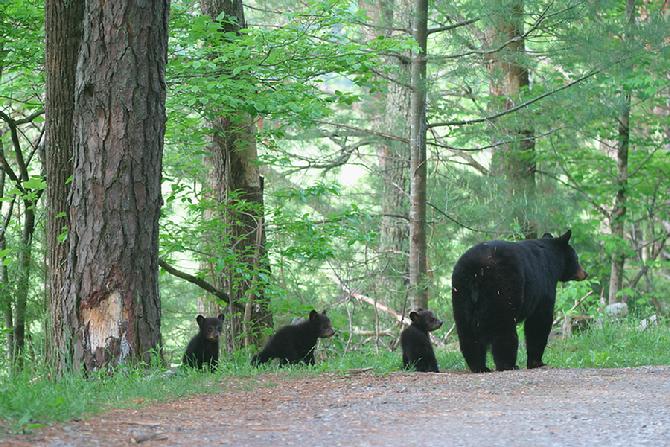 She also decided to feed her cubs just off the road